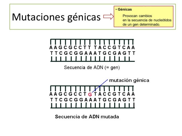 1.-Transcripción
 