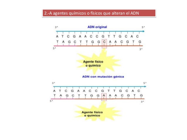 Código genético
Es universal
Varios codones codifican el mismo
aminoácido. Se dice que el código
genético está degenerado
...