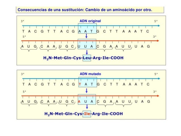 7.-LA BIOTECNOLOGÍA
La utilización de seres vivos o parte de ellos para obtener productos de interés para el
hombre.
Tradi...