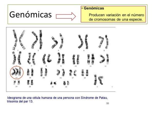 Enzimas de restricción
 