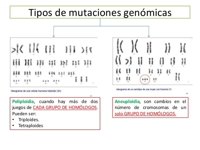 ADN ligasa
 