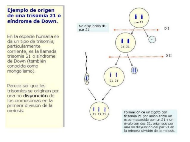 Vector de transferencia
Plásmidos1
 