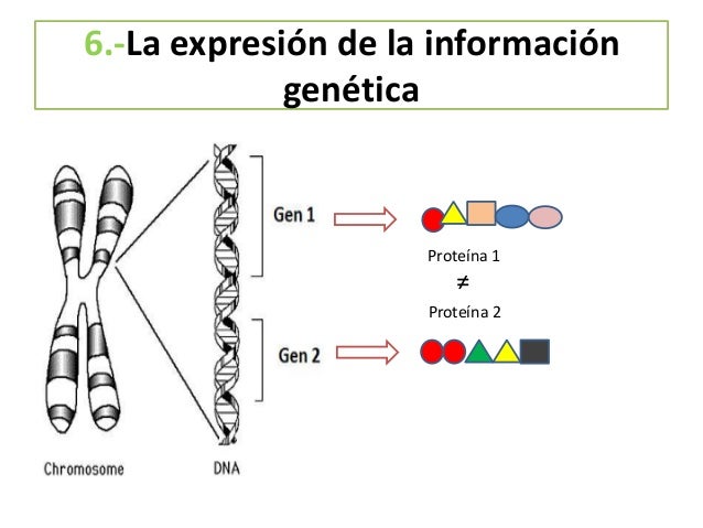 11.-Clonación.
Clonar es hacer una copia idéntica de un organismo.
Se hace con fines
Reproductivos Terapéuticos
Tiene como...