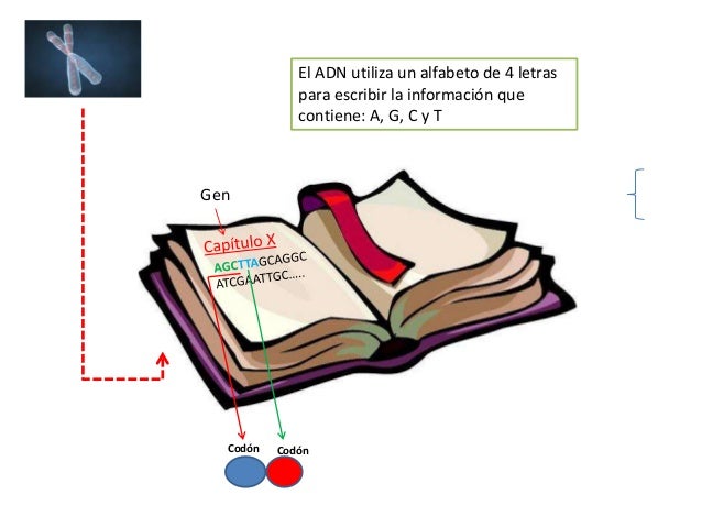 13.-Proyecto Genoma Humano (PGH)
Identificar los genes y localizarlos dentro de los
cromosomas (saber en qué cromosoma est...