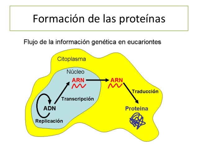 12 de febrero de 2.001
Celera genomics Consorcio Público
Internacional PGH
Nuestro genoma tiene 25.000 genes. No existe un...