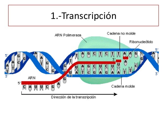 Tema 2. La información genética (4º eso.Ed. Santillana)