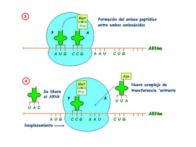 Tema 2. La información genética (4º eso.Ed. Santillana)