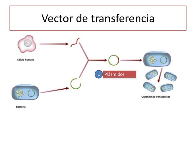 Tema 2. La información genética (4º eso.Ed. Santillana)