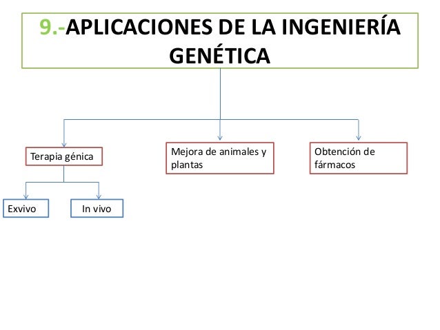 Tema 2. La información genética (4º eso.Ed. Santillana)
