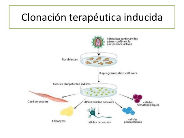 Tema 2. La información genética (4º eso.Ed. Santillana)