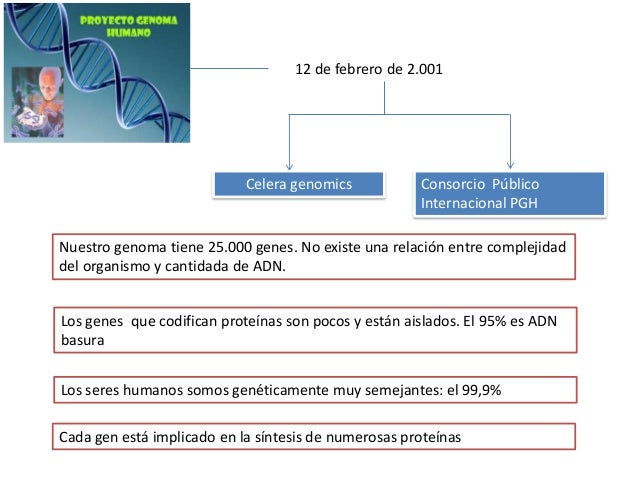 Tema 2. La información genética (4º eso.Ed. Santillana)