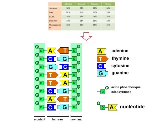 ADN
1.-Formada por dos cadenas de polinucleótidos enrolladas en forma de doble
hélice
2.-Las cadenas se mantienen unidas p...