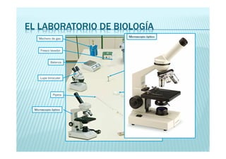 EL LABORATORIO DE BIOLOGÍA 
Mechero de gas 
Frasco lavador 
Balanza 
Autoclave 
Gradilla 
Vidrio de reloj 
Placa Petri 
Tubos de ensayo 
Lupa binocular 
Pipeta 
Microscopio óptico 
Microscopio óptico 
 