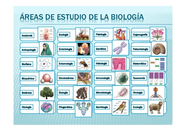 Areas Del Estudio De La Biologia