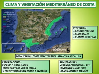 VEGETACIÓN 
-- BOSQUE PERENNE 
-- MATORRALES 
-- PLANTAS XERÓFILAS 
LOCALIZACIÓN: COSTA MEDITERRÁNEA ATLÁNTICA ANDALUZA 
PRECIPITACIONES: 
ESCASAS E IRREGULARES 
ENTRE 300 Y 800 MM DE MEDIA 
+ PRECIPITACIONES EN OTOÑO E INVIERNO 
TEMPERATURAS: 
VERANOS CALUROSOS (+ 22º) 
INVIERNOS SUAVES (10º) 
GRAN AMPLITUD TÉRMICA 
 