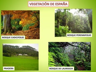 BOSQUE CADICIFOLIO 
BOSQUE PERENNIFOLIO 
BOSQUE DE LAURISILVA 
PRADERA 
 