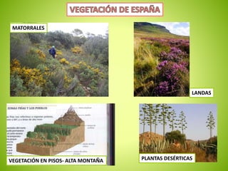 MATORRALES 
LANDAS 
VEGETACIÓN EN PISOS- ALTA MONTAÑA PLANTAS DESÉRTICAS 
