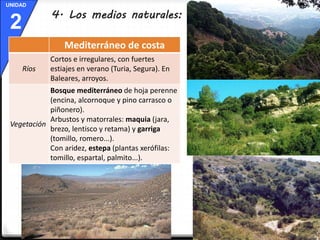 UNIDAD 
2 4. Los medios naturales: clima y vegetación 
Mediterráneo de costa 
Ríos 
Cortos e irregulares, con fuertes 
estiajes en verano (Turia, Segura). En 
Baleares, arroyos. 
Vegetación 
Bosque mediterráneo de hoja perenne 
(encina, alcornoque y pino carrasco o 
piñonero). 
Arbustos y matorrales: maquia (jara, 
brezo, lentisco y retama) y garriga 
(tomillo, romero...). 
Con aridez, estepa (plantas xerófilas: 
tomillo, espartal, palmito...). 
 
