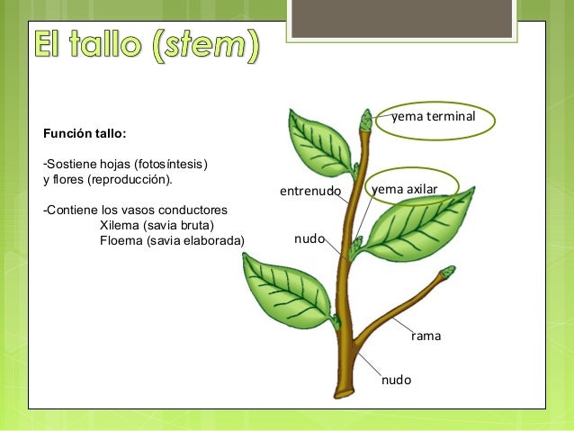Tema 3 . las plantas