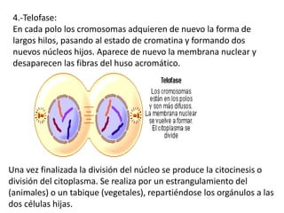 4.-Telofase:
En cada polo los cromosomas adquieren de nuevo la forma de
largos hilos, pasando al estado de cromatina y formando dos
nuevos núcleos hijos. Aparece de nuevo la membrana nuclear y
desaparecen las fibras del huso acromático.
Una vez finalizada la división del núcleo se produce la citocinesis o
división del citoplasma. Se realiza por un estrangulamiento del
(animales) o un tabique (vegetales), repartiéndose los orgánulos a las
dos células hijas.
 