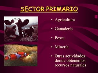 SECTOR PRIMARIO
• Agricultura
• Ganadería
• Pesca
• Minería
• Otras actividades
donde obtenemos
recursos naturales
 