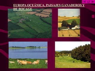 EUROPA OCEÁNICA. PAISAJES GANADEROS Y
DE BOCAGE
 