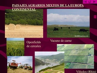 PAISAJES AGRARIOS MIXTOS DE LA EUROPA
CONTINENTAL
Openfields
de cereales
Vacuno de carne
Viñedos (Rhin)
 
