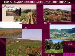 PAISAJES AGRARIOS DE LA EUROPA MEDITERRÁNEA
Vid
Olivos
Frutas
Regadío
 