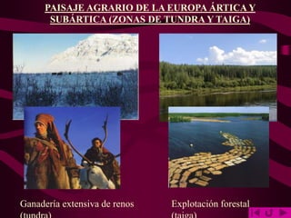 PAISAJE AGRARIO DE LA EUROPA ÁRTICA Y
SUBÁRTICA (ZONAS DE TUNDRA Y TAIGA)
Ganadería extensiva de renos Explotación forestal
 