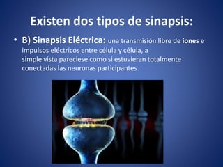 • B) Sinapsis Eléctrica: una transmisión libre de iones e
impulsos eléctricos entre célula y célula, a
simple vista pareciese como si estuvieran totalmente
conectadas las neuronas participantes
Existen dos tipos de sinapsis:
 