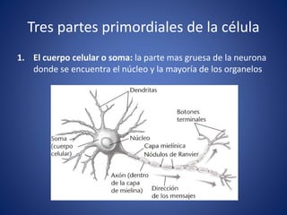 Tres partes primordiales de la célula
1. El cuerpo celular o soma: la parte mas gruesa de la neurona
donde se encuentra el núcleo y la mayoría de los organelos
 