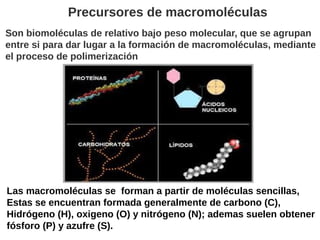 Son biomoléculas de relativo bajo peso molecular, que se agrupan
entre si para dar lugar a la formación de macromoléculas,...