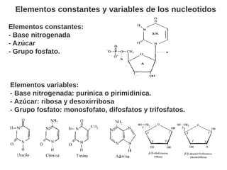 Enlaces entre nucleótidoS
Enlace 3' 5' fosfodiester
La formación de enlaces entre los nucleótidos ocurre cuando un
fosfato...