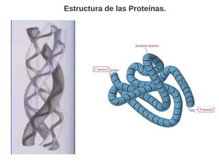 Estructura del ADN
5'
3'
3'
5'
Puentes de
Hidrógenos
Puentes de
Hidrógenos
Puentes de
Hidrógenos
Bases nitriogenadas
en el...