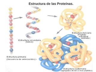 Estructura terciaria del ADN. Superhelices.
 