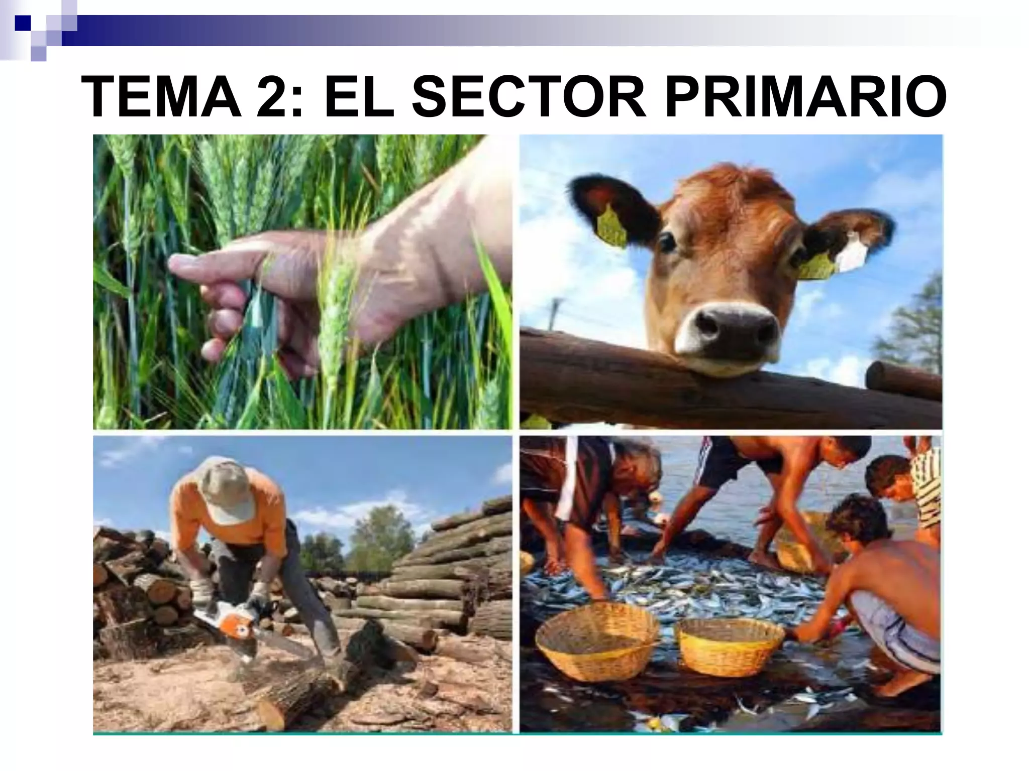 Tema 2 1 El Sector Primario PDF