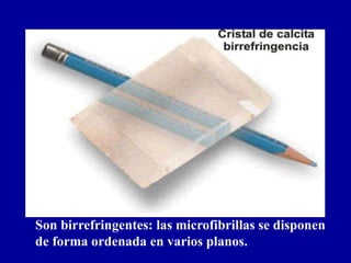 Son birrefringentes: las microfibrillas se disponen
de forma ordenada en varios planos.
 