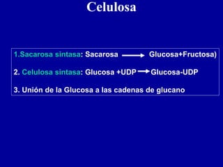 Celulosa
1.Sacarosa sintasa: Sacarosa Glucosa+Fructosa)
2. Celulosa sintasa: Glucosa +UDP Glucosa-UDP
3. Unión de la Glucosa a las cadenas de glucano
 