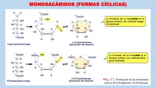 MONOSACÁRIDOS (FORMAS CÍCLICAS)
 