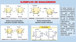 EJEMPLOS DE DISACÁRIDOS
Enlace monocarbonílico
(conserva el poder reductor)
Enlace dicarbonílico
(pierde el poder reductor)
El poder reductor en
los monosacáridos se
encuentra en el grupo
OH del carbono
anomérico (C1 de la
glucosa y galactosa y
C2 de la fructosa).
Cuando en el enlace
O-glucosídico
participan los dos
grupos OH que portan
el poder reductor
(enlace dicarbonílico),
como ocurre en la
sacarosa, el
disacárido pierde su
poder reductor.
Celobiosa: β-D- glucopiranosil- (14)- β-D-glucopiranosa
 