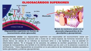 OLIGOSACÁRIDOS SUPERIORES
Oligosacáridos superiores con función de
reconocimiento celular (glucocaliz)
Glucocaliz
Reconocimiento celular: Los oligosacáridos superiores son responsables del reconocimiento celular (por
ejemplo, los espermatozoides reconocen sólo a óvulos de su misma especie; las hormonas reconocen a sus
células blanco; las células de un individuo se reconocen entre sí; y las bacterias y virus se asientan en
determinados tejidos). “En el lenguaje de los azúcares, las palabras se escriben apoyándose no sólo en la
variedad de monosacáridos, sino también en los distintos enlaces que los unen y en la presencia o ausencia de
ramificaciones. " Estos oligosacáridos se encuentran en la cara externa de las membranas celulares asociados a
lípidos (glicolípidos) y proteínas (glucoproteínas).
Modelo de membrana celular con el
glucocaliz (oligosacáridos de los
glucolípidos y glucoproteínas)
 