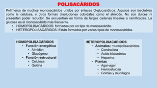 POLISACÁRIDOS
Polímeros de muchos monosacáridos unidos por enlaces O-glucosídicos. Algunos son insolubles
como la celulosa, y otros forman disoluciones coloidales como el almidón. No son dulces ni
presentan poder reductor. Se encuentran en forma de largas cadenas lineales o ramificadas. La
glucosa es el monosacárido más frecuente.
• HOMOPOLISACÁRIDOS: formados por un tipo de monosacárido.
• HETEROPOLISACÁRIDOS: Están formados por varios tipos de monosacáridos.
HOMOPOLISACÁRIDOS
• Función energética
• Almidón
• Glucógeno
• Función estructural
• Celulosa
• Quitina
HETEROPOLISACÁRIDOS
• Animales: mucopolisacáridos.
• Condroitina
• Ácido hialurónico
• Heparina
• Plantas
• Agar-agar
• Hemicelulosa
• Gomas y mucílagos
 