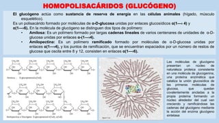 HOMOPOLISACÁRIDOS (GLUCÓGENO)
El glucógeno actúa como sustancia de reserva de energía en las células animales (hígado, músculo
esquelético).
Es un polisacárido formado por moléculas de α-D-glucosa unidas por enlaces glucosídicos α(1—› 4) y
α(1—›6). En la molécula de glucógeno se distinguen dos tipos de polímero:
• Amilosa: Es un polímero formado por largas cadenas lineales de varios centenares de unidades de α-D-
glucosa unidas por enlaces α-(1—›4).
• Amilopectina: Es un polímero ramificado formado por moléculas de α-D-glucosa unidas por
enlaces α(1—›4), y los puntos de ramificación, que se encuentran espaciados por un número de restos de
glucosa que oscila entre 8 y 12, consisten en enlaces α(1—›6).
Las moléculas de glucógeno
presentan un núcleo de
naturaleza proteica consistente
en una molécula de glucogenina,
una proteína enzimática que
cataliza la unión glucosídica de
las primeras moléculas de
glucosa, que quedan
covalentemente ancladas a la
propia proteína formando un
núcleo alrededor del cual van
creciendo y ramificándose las
cadenas del glucógeno mediante
la acción del enzima glucógeno
sintetasa
 