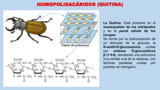 HOMOPOLISACÁRIDOS (QUITINA)
La Quitina: Está presente en el
exoesqueleto de los artrópodos
y en la pared celular de los
hongos.
Se forma por la polimerización de
un derivado de la glucosa: la
N-acetil-D-glucosamina, unidas
por enlaces O-glucosídicos
β (14), resultando una estructura
muy similar a la de la celulosa, con
láminas paralelas unidas por
puentes de hidrógeno.
 