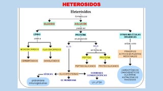 HETEROSIDOS
 