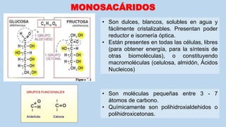 MONOSACÁRIDOS
• Son dulces, blancos, solubles en agua y
fácilmente cristalizables. Presentan poder
reductor e isomería óptica.
• Están presentes en todas las células, libres
(para obtener energía, para la síntesis de
otras biomoléculas), o constituyendo
macromoléculas (celulosa, almidón, Ácidos
Nucleicos)
• Son moléculas pequeñas entre 3 - 7
átomos de carbono.
• Químicamente son polihidroxialdehidos o
polihidroxicetonas.
 
