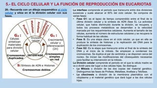 28.- Recuerda con un dibujo esquemático el ciclo
celular y sitúa en él la división celular con sus
fases.
La interfase comprende el periodo que transcurre entre dos divisiones
sucesivas y suele abarcar el 90% del ciclo celular. Se compone de
varias fases:
• Fase G1: es el lapso de tiempo comprendido entre el final de la
última división celular y la síntesis de ADN (fase S). La actividad
celular, que había disminuido durante la división, se recupera, y
todos los procesos metabólicos se desarrollan a la velocidad
marcada por los requerimientos celulares. Aumenta el tamaño de las
células, aumenta el número de estructuras celulares y se recupera la
forma habitual de las células.
• Fase S: Es una etapa clave en el ciclo celular, ya que en ella se
produce la síntesis de histonas y la replicación del DNA para la
duplicación de los cromosomas.
• Fase G2: Es la etapa que transcurre entre el final de la síntesis del
DNA y el inicio de la mitosis. Se empiezan a condensar los
cromosomas. Se duplica el par de centriolos y se disponen cerca del
núcleo. Se inician las modificaciones del citoesqueleto necesarias
para facilitar su intervención en la mitosis.
La División celular comprende el periodo en el que la célula madre se
va a dividir para dar lugar a dos células hijas. Se distingue:
• La Mitosis o división de las dos copias del material genético.
Distinguimos las fases de Profase, Metafase, Anafase y Telofase.
• La citocinesis o división de la membrana plasmática con el
citoplasma y el material genético que dará lugar a las dos células
hijas.
 