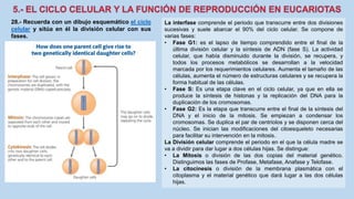 28.- Recuerda con un dibujo esquemático el ciclo
celular y sitúa en él la división celular con sus
fases.
La interfase comprende el periodo que transcurre entre dos divisiones
sucesivas y suele abarcar el 90% del ciclo celular. Se compone de
varias fases:
• Fase G1: es el lapso de tiempo comprendido entre el final de la
última división celular y la síntesis de ADN (fase S). La actividad
celular, que había disminuido durante la división, se recupera, y
todos los procesos metabólicos se desarrollan a la velocidad
marcada por los requerimientos celulares. Aumenta el tamaño de las
células, aumenta el número de estructuras celulares y se recupera la
forma habitual de las células.
• Fase S: Es una etapa clave en el ciclo celular, ya que en ella se
produce la síntesis de histonas y la replicación del DNA para la
duplicación de los cromosomas.
• Fase G2: Es la etapa que transcurre entre el final de la síntesis del
DNA y el inicio de la mitosis. Se empiezan a condensar los
cromosomas. Se duplica el par de centriolos y se disponen cerca del
núcleo. Se inician las modificaciones del citoesqueleto necesarias
para facilitar su intervención en la mitosis.
La División celular comprende el periodo en el que la célula madre se
va a dividir para dar lugar a dos células hijas. Se distingue:
• La Mitosis o división de las dos copias del material genético.
Distinguimos las fases de Profase, Metafase, Anafase y Telofase.
• La citocinesis o división de la membrana plasmática con el
citoplasma y el material genético que dará lugar a las dos células
hijas.
 