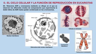 29.- Relaciona ADN y cromosoma mediante un dibujo en el que se
observen los diferentes niveles de compactación que experimenta la
doble hélice de ADN hasta quedar condensada en los cromosomas.
Núcleo interfásico
Estructura del núcleo interfásico
Células en división
Cromosoma
Metafásico
Partes de un cromosoma
 
