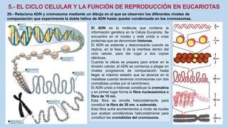 29.- Relaciona ADN y cromosoma mediante un dibujo en el que se observen los diferentes niveles de
compactación que experimenta la doble hélice de ADN hasta quedar condensada en los cromosomas.
El ADN es la molécula que contiene la
información genética en la Célula Eucariota. Se
encuentra en el núcleo y está unida a unas
proteínas que se denominan histonas.
El ADN se extiende y descompacta cuando se
replica, en la fase S de la interfase dentro del
ciclo celular, para dar lugar a dos copias
idénticas.
Cuando la célula se prepara para entrar en la
división celular, el ADN se comienza a plegar en
niveles progresivos de compactación hasta
llegar al máximo estadío que se alcanza en la
metafase cuando tenemos cromosomas con dos
cromátidas unidas por el centrómero.
El ADN unido a histonas constituye la cromatina
y en primer lugar forma la fibra nucleosómica o
fibra de 10 nm.
Esta fibra se enrolla helicoidalmente para
constituir la fibra de 30 nm. o solenoide.
Esta fibra sufre acortamientos a modo de bucles
que acaban enrollándose helicoidalmente para
constituir las cromátidas del cromosoma.
 